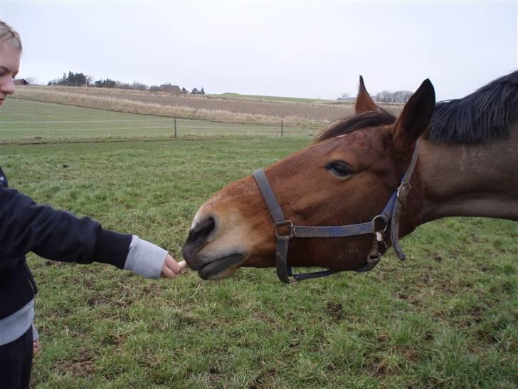 Dansk Varmblod Lillight  *R.I.P* - hey gi´ mig lige den godbid :) billede 18