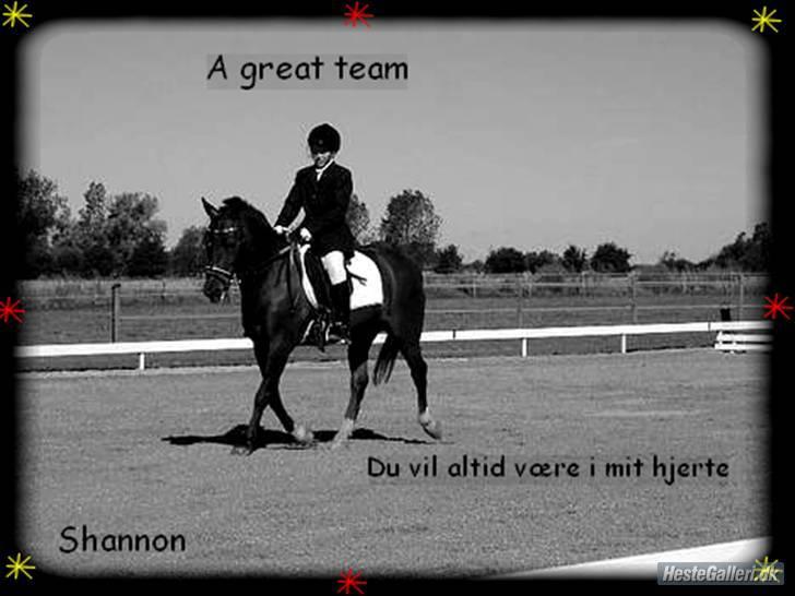 Anden særlig race Shannon (R.I.P) billede 20