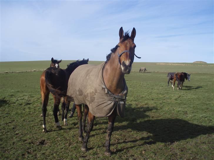 Dansk Varmblod Lillight  *R.I.P* billede 19