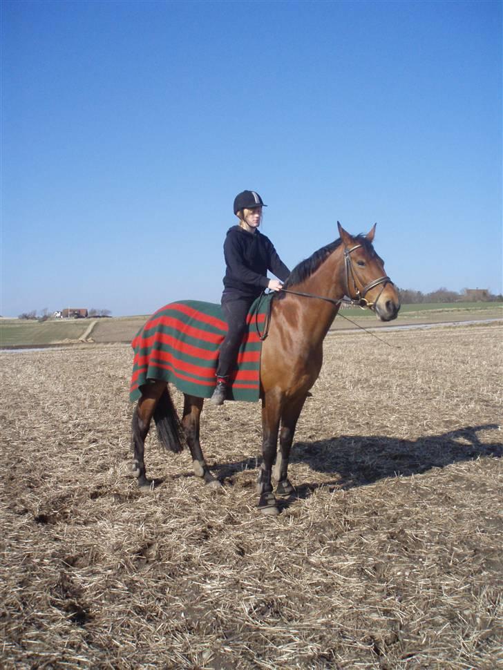 Dansk Varmblod Lillight  *R.I.P* - her rider jeg uden sadel billede 20