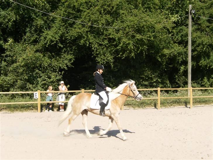 Haflinger Anker Kyhnæb - Dressur stævne BSRC Rikke og Anker  billede 13