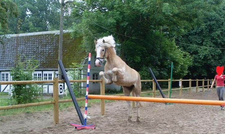 Haflinger Anker Kyhnæb - Wow....:P billede 16