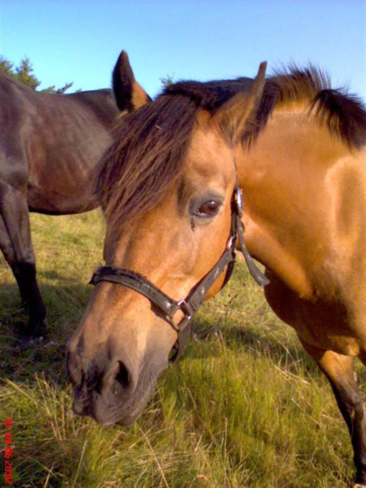 Welsh Pony af Cob-type (sec C) Camilla (éjer ikk mere) - Hej og velkommen, til min welsh pony´s Gallari..! Håber i kan lig det :) foto: mor<3 billede 1