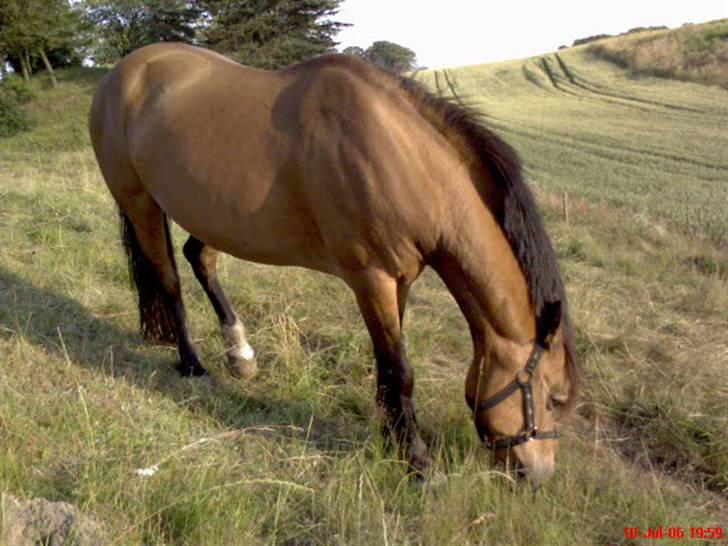 Welsh Pony af Cob-type (sec C) Camilla (éjer ikk mere) - Det er Camilla, hun er på sommer græs :) foto: mor<3 billede 2