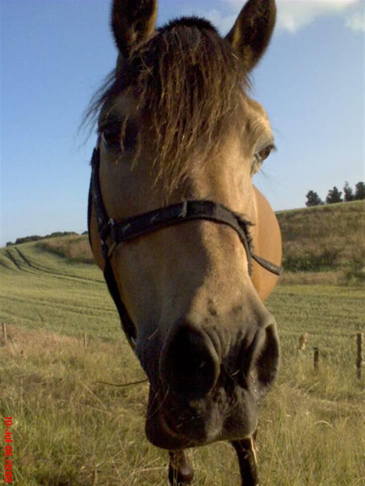 Welsh Pony af Cob-type (sec C) Camilla (éjer ikk mere) - Her er hun igen, på sommer græs :-) foto: mor<3 billede 3
