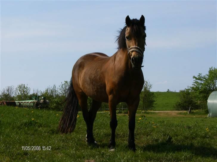 Welsh Pony af Cob-type (sec C) Camilla (éjer ikk mere) - Ejj hvor er hun flot <3 foto: Mig (CP-foto) billede 4