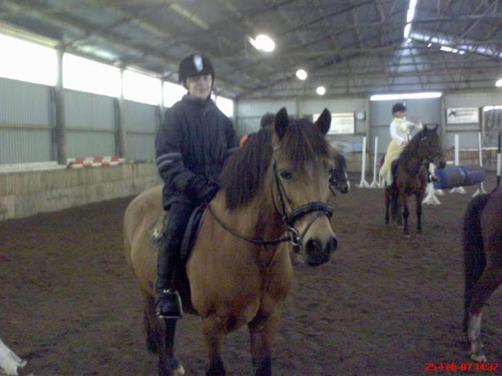 Welsh Pony af Cob-type (sec C) Camilla (éjer ikk mere) - her er min dejlige pony :-) foto: mor<3 billede 5