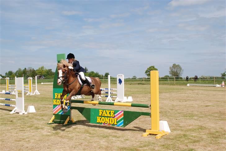 Irish Cob sjors, SOLGT;*( -  sjors  i la´en (; billede 12