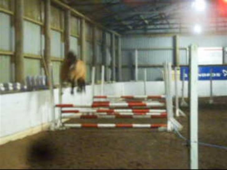 Welsh Pony af Cob-type (sec C) Camilla (éjer ikk mere) - Løsspring, woow hun springer højt over :) foto: Mig (CP-foto) billede 6