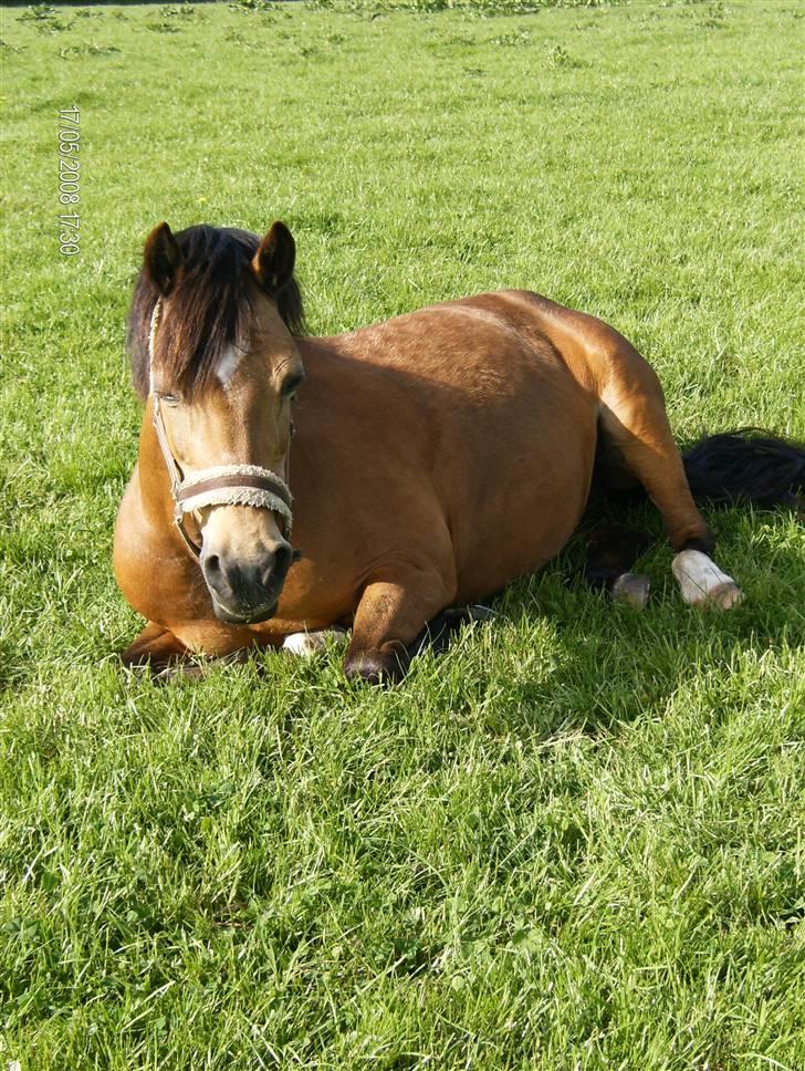 Welsh Pony af Cob-type (sec C) Camilla (éjer ikk mere) - Her er Camilla på en af foldene :) foto: Mig (CP-foto) billede 7