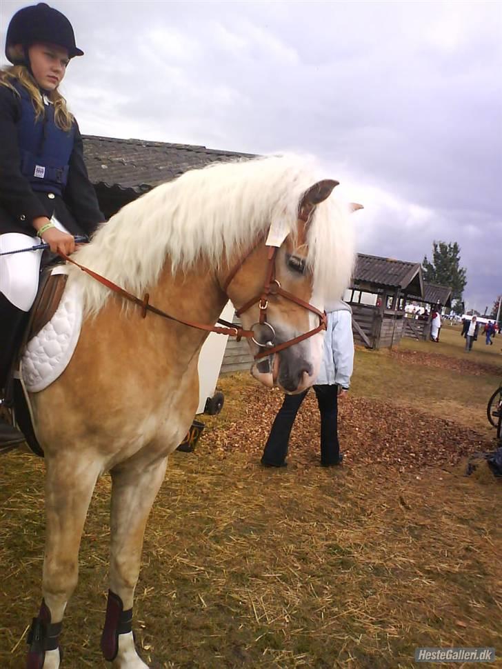 Haflinger Anker Kyhnæb - Rikke skulle snart ind og springe, var lidt nervøs;) Dyreskue 2007 billede 17