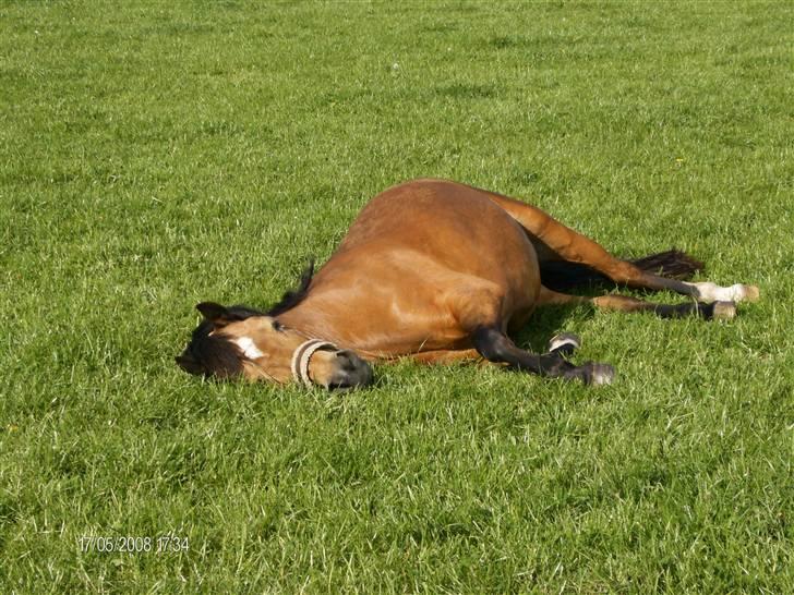 Welsh Pony af Cob-type (sec C) Camilla (éjer ikk mere) - Her lægger hun og snork bobler :D foto: Mig (CP-foto) billede 8