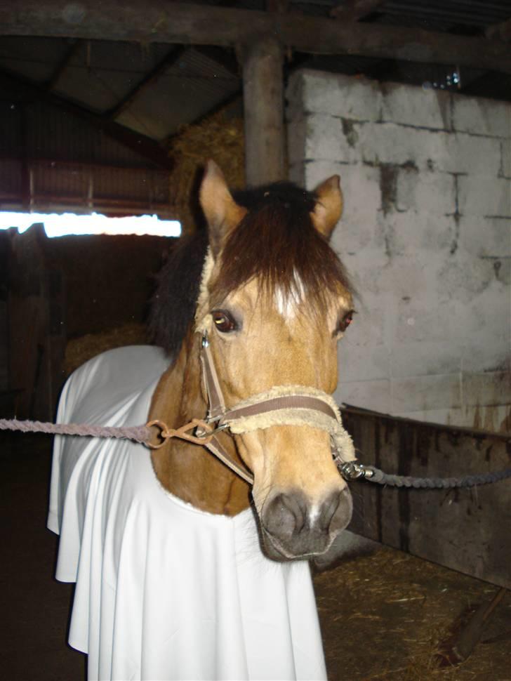 Welsh Pony af Cob-type (sec C) Camilla (éjer ikk mere) - Det her er fra fastelavns stævne, hun var klædt ud som spøgelses hest ^^ foto: mor<3 billede 10