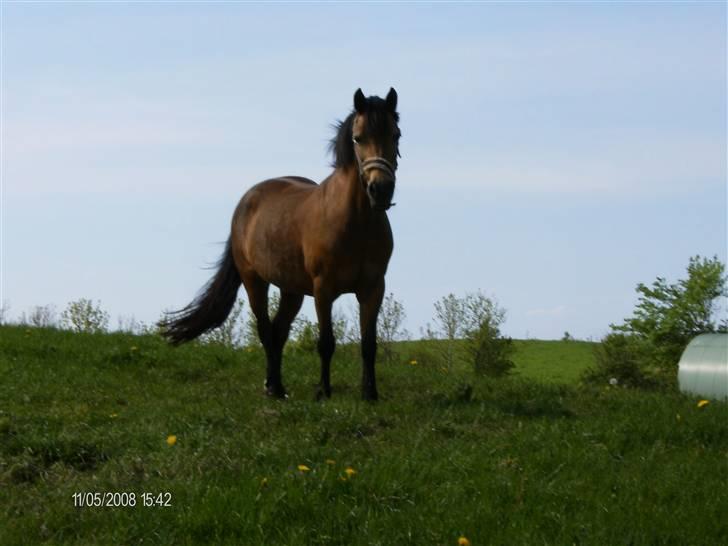 Welsh Pony af Cob-type (sec C) Camilla (éjer ikk mere) - Hun står på en bakke, hun er så smuk :D foto: Mig (CP-foto) billede 12