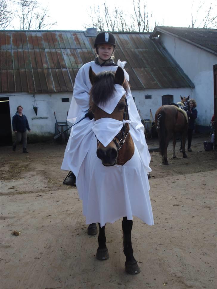 Welsh Pony af Cob-type (sec C) Camilla (éjer ikk mere) - Her er vi så, klar til at slå katten af tønden :) foto: mor<3 billede 13