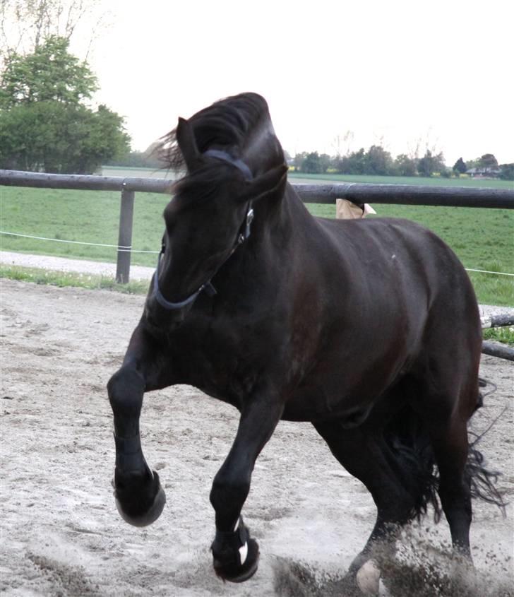 Frieser Frankie -  se den dejlige dreng. billede 7