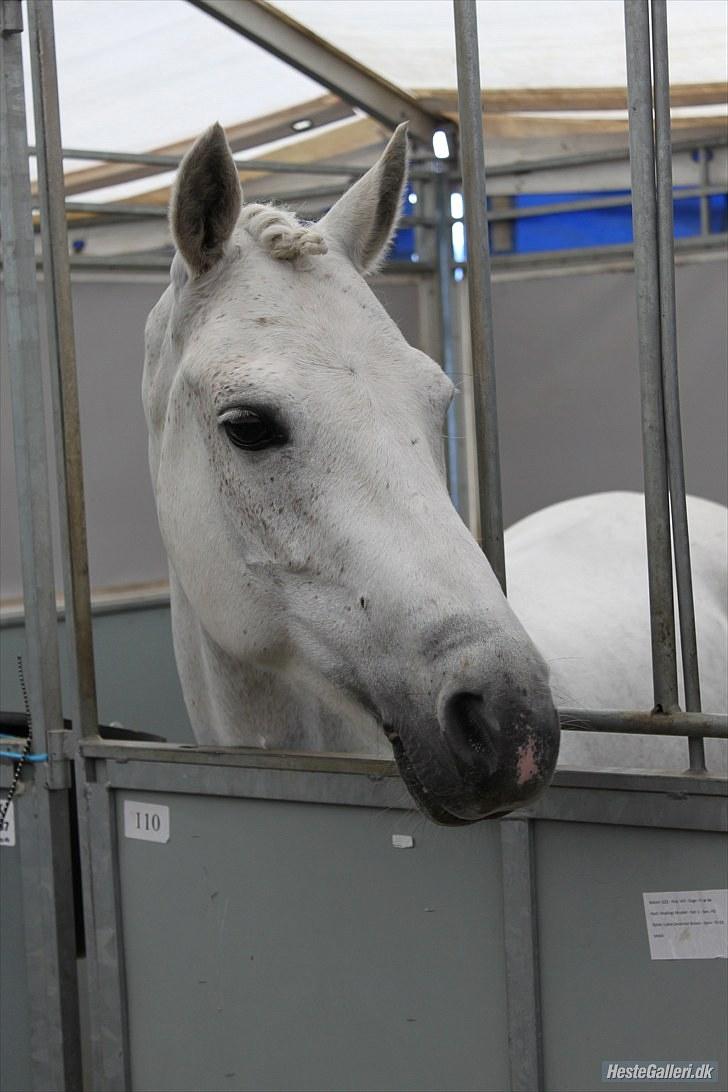 Connemara Maalings Mirabel B-PONY - I boksen på Morsø 2010. :) Foto: Anne Krogh billede 2