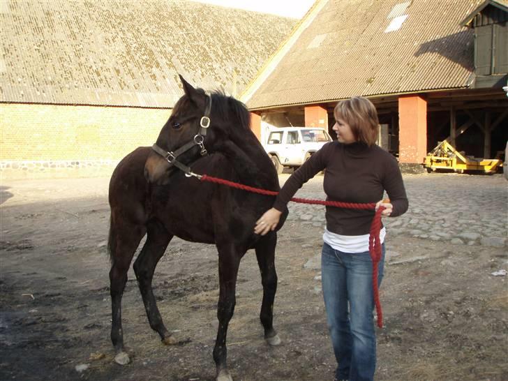 Dansk Varmblod Dijon ** aflivet** - Dijon og jeg er lige ankommet hjem til hans nye hjem billede 1