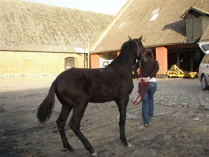 Dansk Varmblod Dijon ** aflivet** - Puha alle de mennesker der ville se ham billede 2
