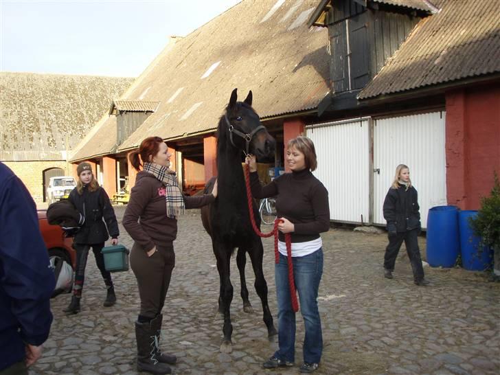 Dansk Varmblod Dijon ** aflivet** - Dijon, min søster og jeg, står og kigger billede 3