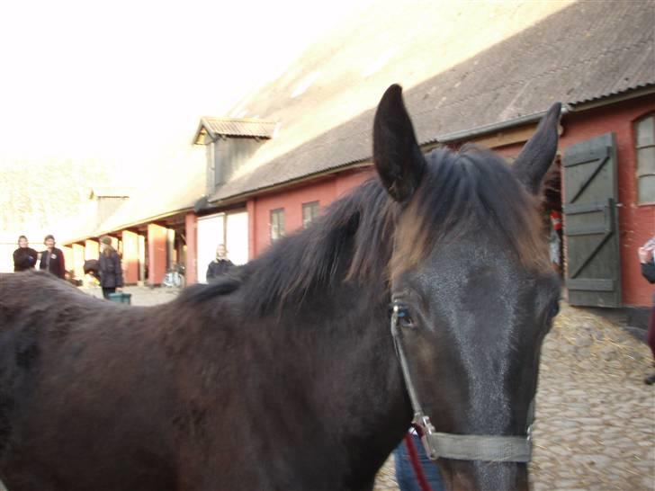 Dansk Varmblod Dijon ** aflivet** - Dijon forlader billedet billede 4