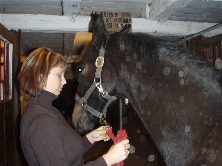 Dansk Varmblod Dijon ** aflivet** - Vi får os lige en lille snak billede 5