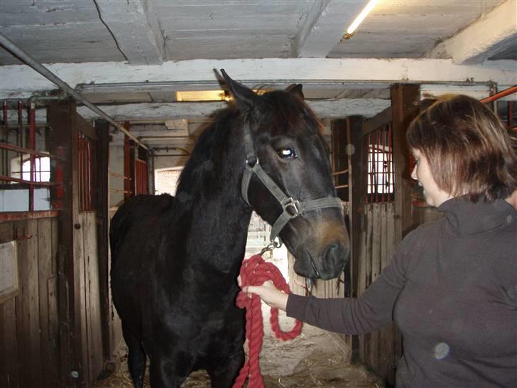 Dansk Varmblod Dijon ** aflivet** - Vi er lige trykket med situationen billede 6