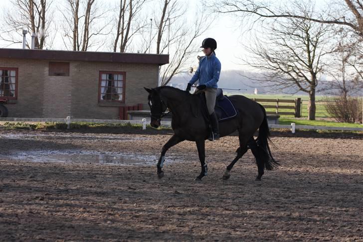 Hollandsk Varmblod Wild Rose - Solgt billede 4