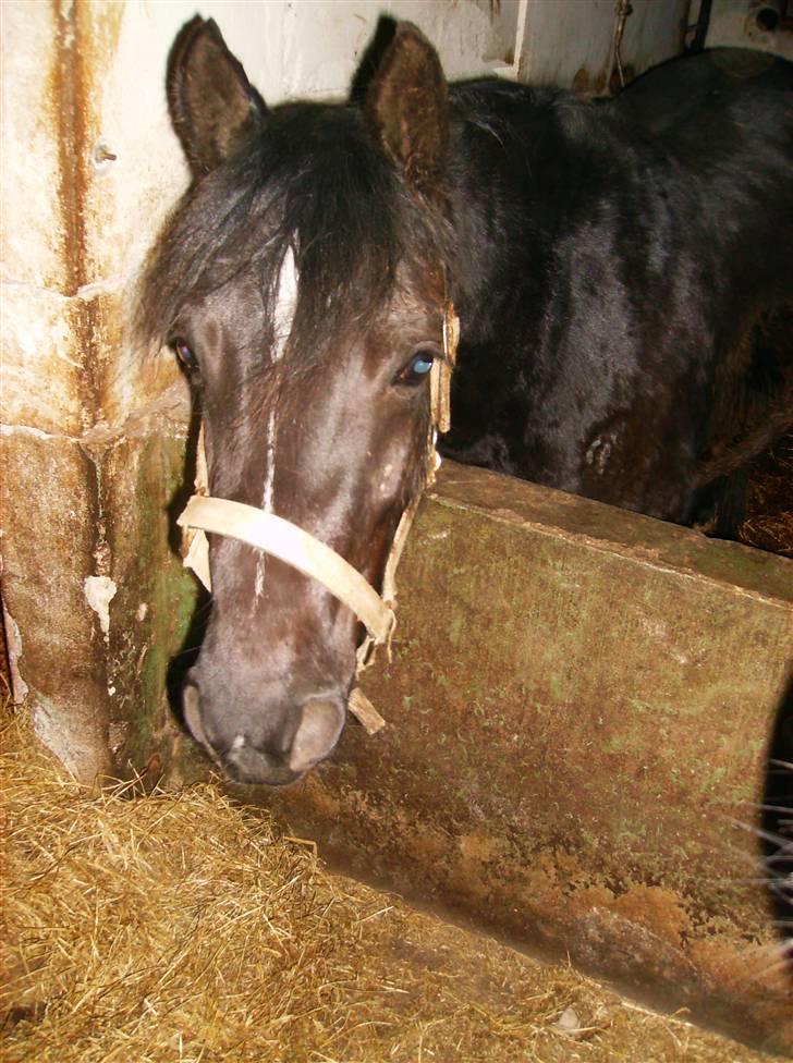 Welsh Pony af Cob-type (sec C) Zemtao-Hougård Solgt billede 14