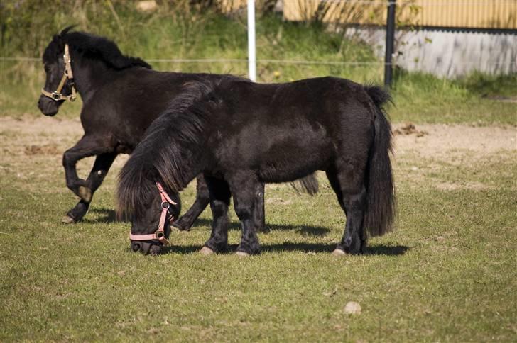 Shetlænder Jolly Jumper  billede 10