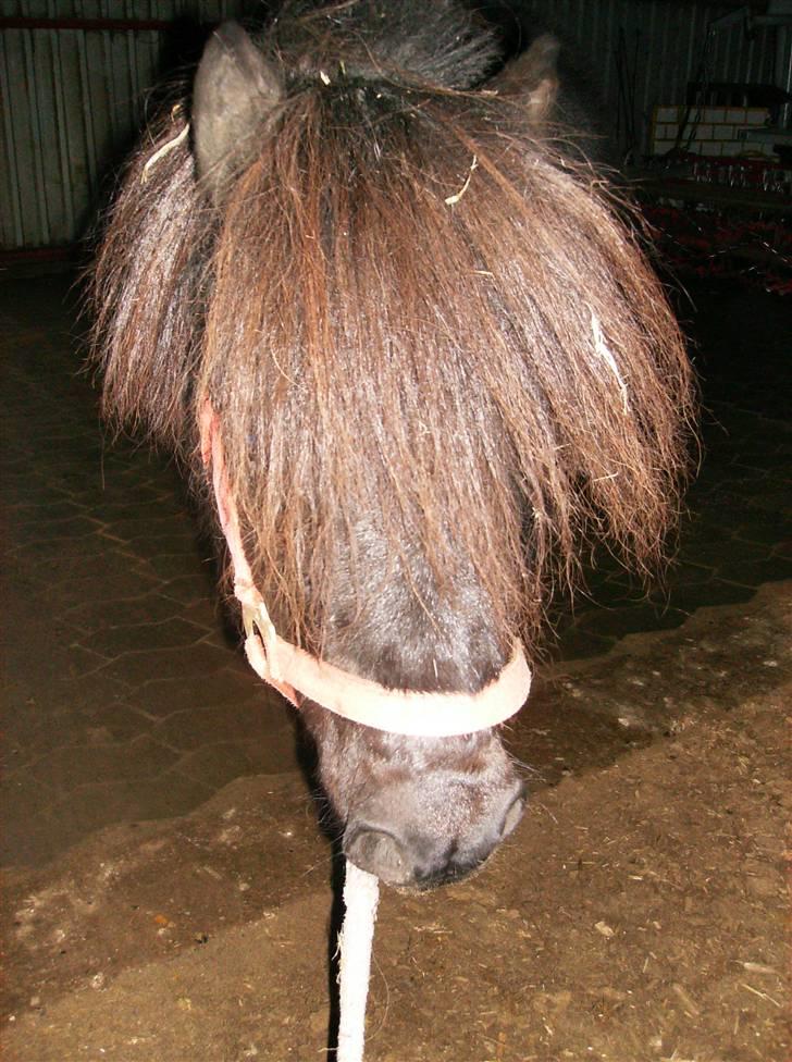 Shetlænder Jolly Jumper  billede 11