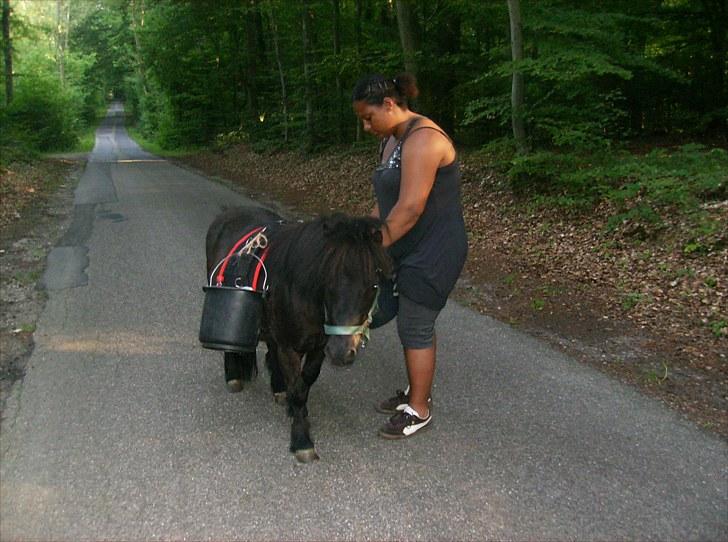 Shetlænder Jolly Jumper  billede 12