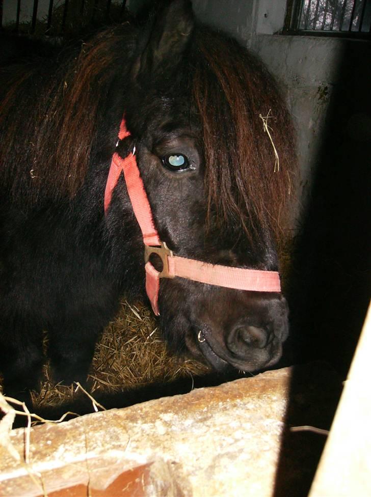 Shetlænder Jolly Jumper  billede 13
