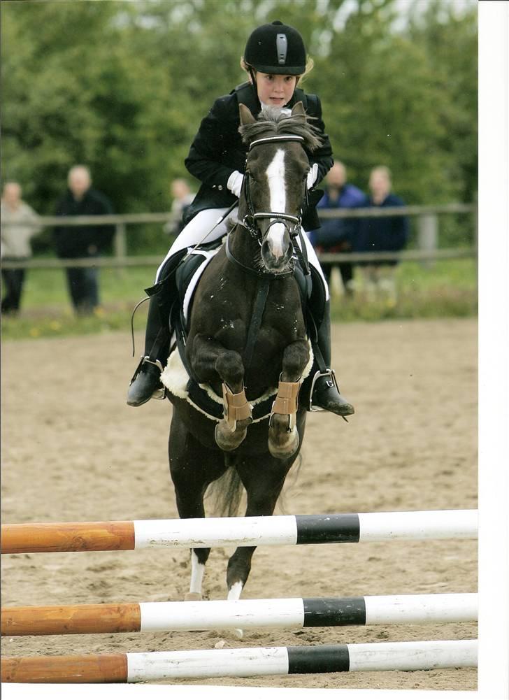 Welsh Pony (sec B) Silver - Til springstævne - Lidt af et ansigtsudtryk :) billede 1