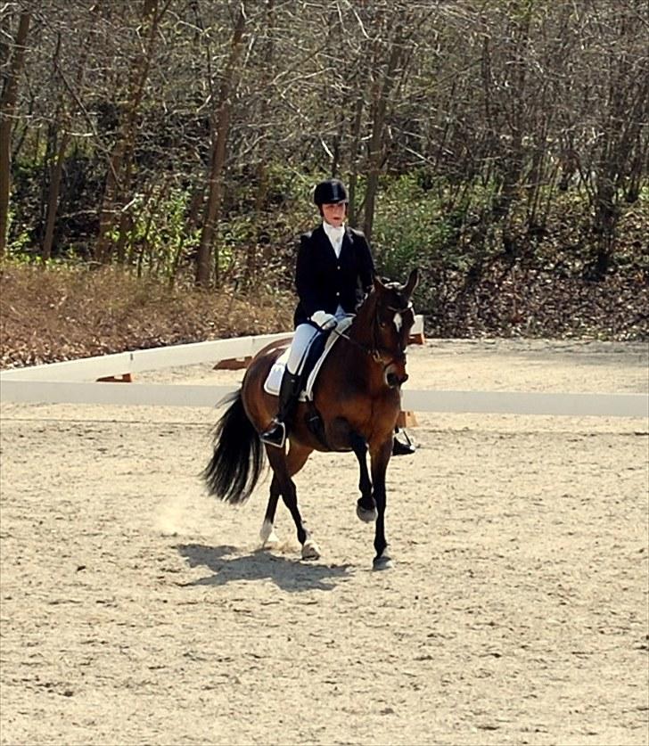 Hollandsk Sportspony Daphne B-pony *solgt* - 3.  :D 3. afdeling af Københavnsmesterskaberne 2010, LA3, 68% nr. 2 billede 3