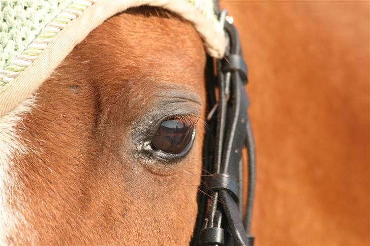 Anden særlig race Destiny *Gammel part* - Velkommen til min lille yndlingsponys profil x) <3 billede 1