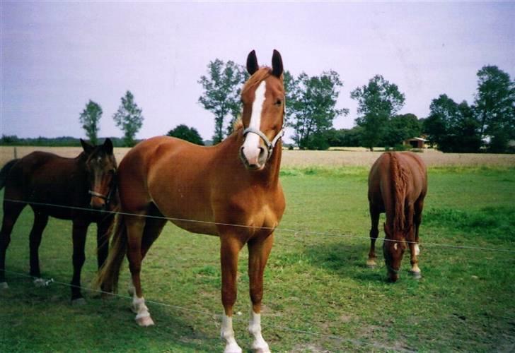 Frederiksborg Jupiter  billede 1