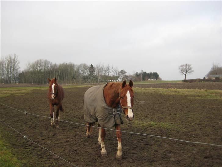 Frederiksborg Jupiter  billede 2