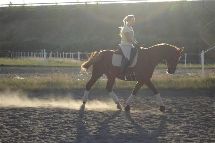 Trakehner Bogart - Træning juli o8 billede 2