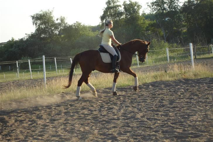 Trakehner Bogart - Træning juli o8 billede 3