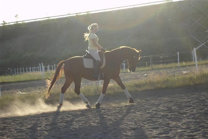 Trakehner Bogart - Træning juli o8 billede 4
