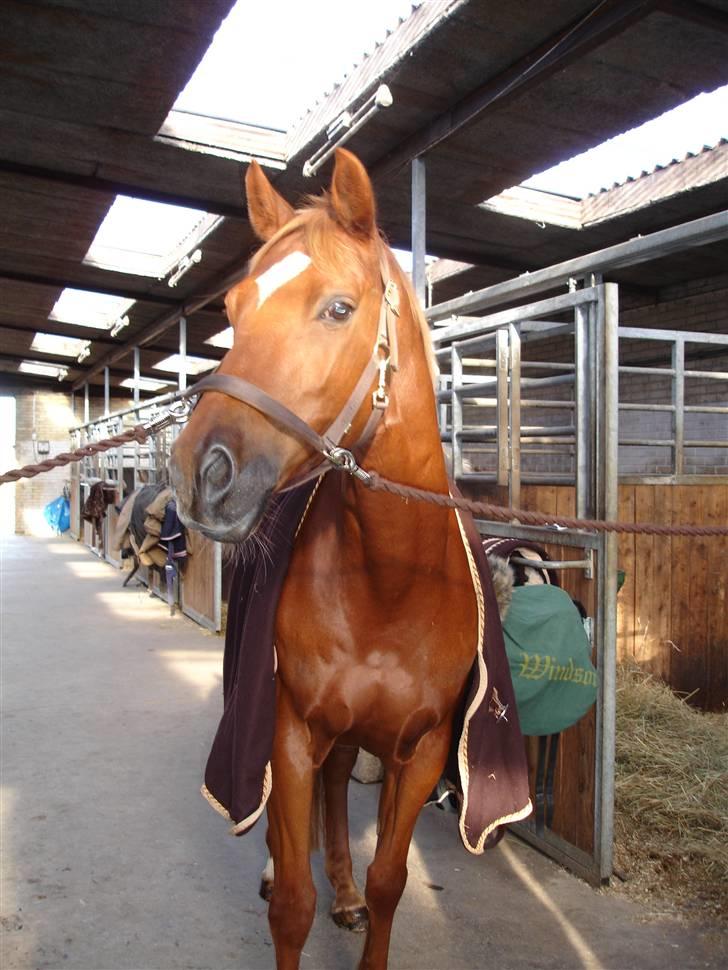 Trakehner Bogart - Stalden..  billede 5