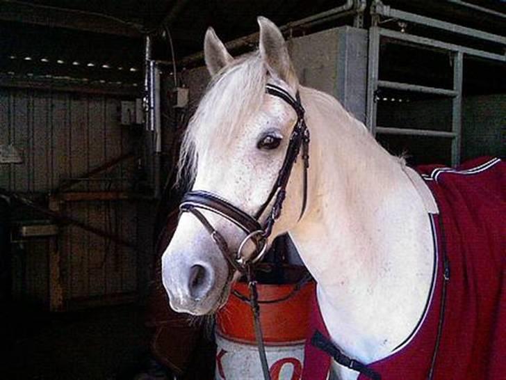 DSP Bæklunls Moloney - hejsa billede 2