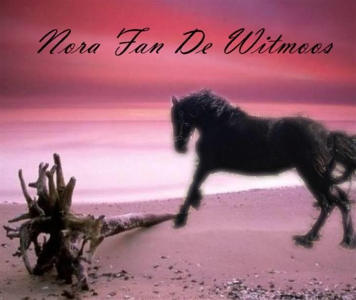 Frieser Nora v.d. Witmoos  billede 14