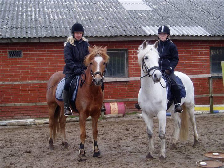 DSP Bæklunls Moloney - moloney og roan billede 3