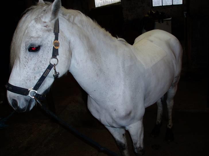 DSP Bæklunls Moloney - jeg bliver striglet billede 5