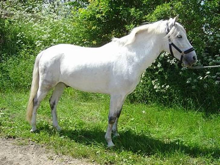 DSP Bæklunls Moloney - dejligt vejr billede 6