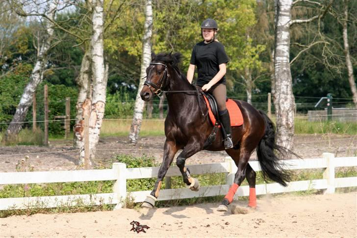 Dansk Varmblod Daner Mikkel<3 - solgt. - Sommeren 07. Bassen havde stadig svært ved at holde balancen i galop, så defor smider han ryggen fuldstændigt (: billede 18