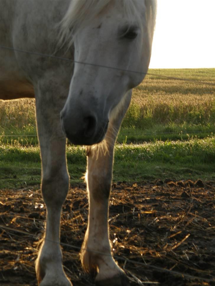 Connemara DEGNELODDENS DONNA billede 16
