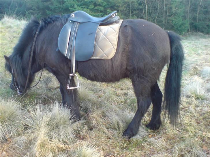 Islænder Blökk fra Højen - Februar 08 billede 19